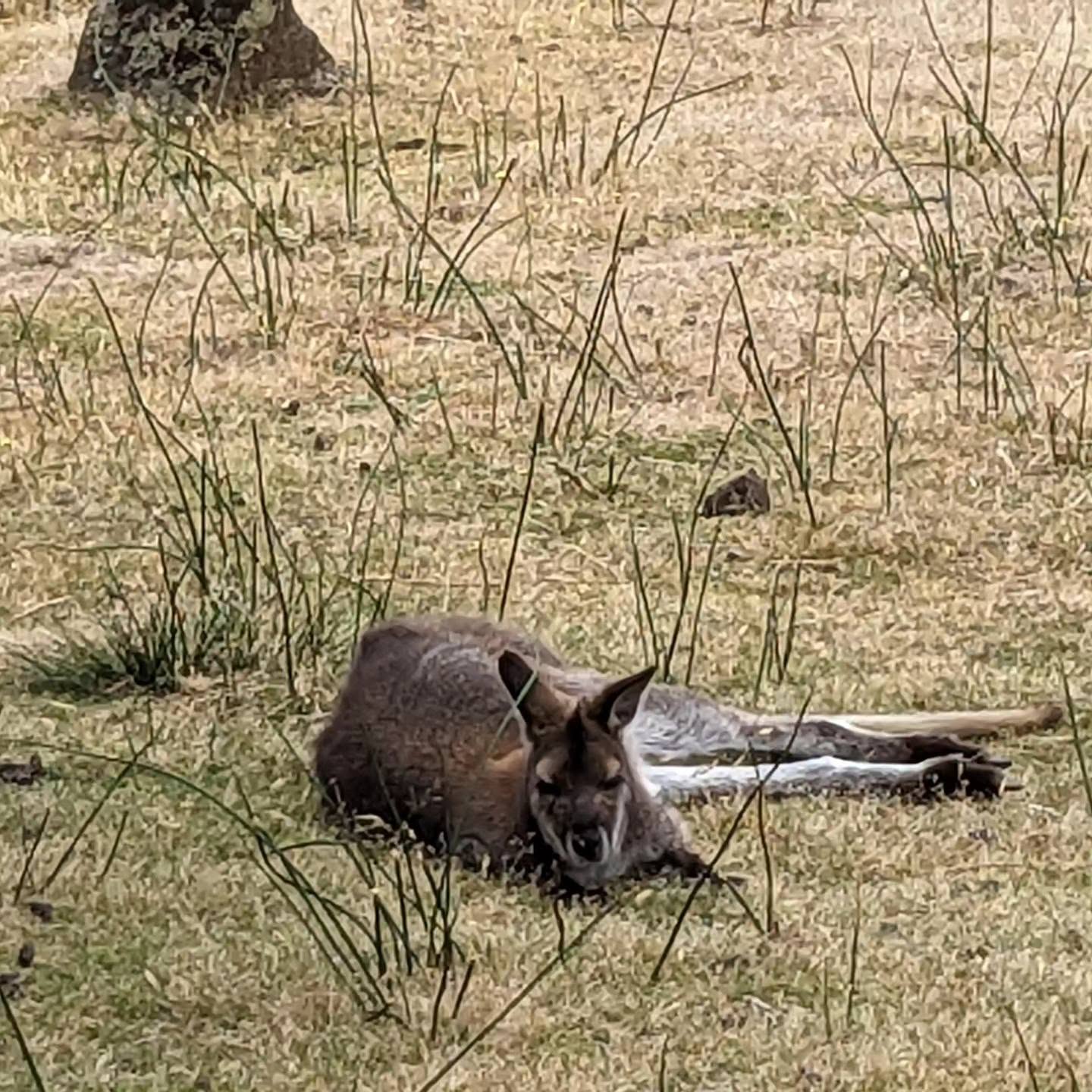 A wallaby resting in the grass