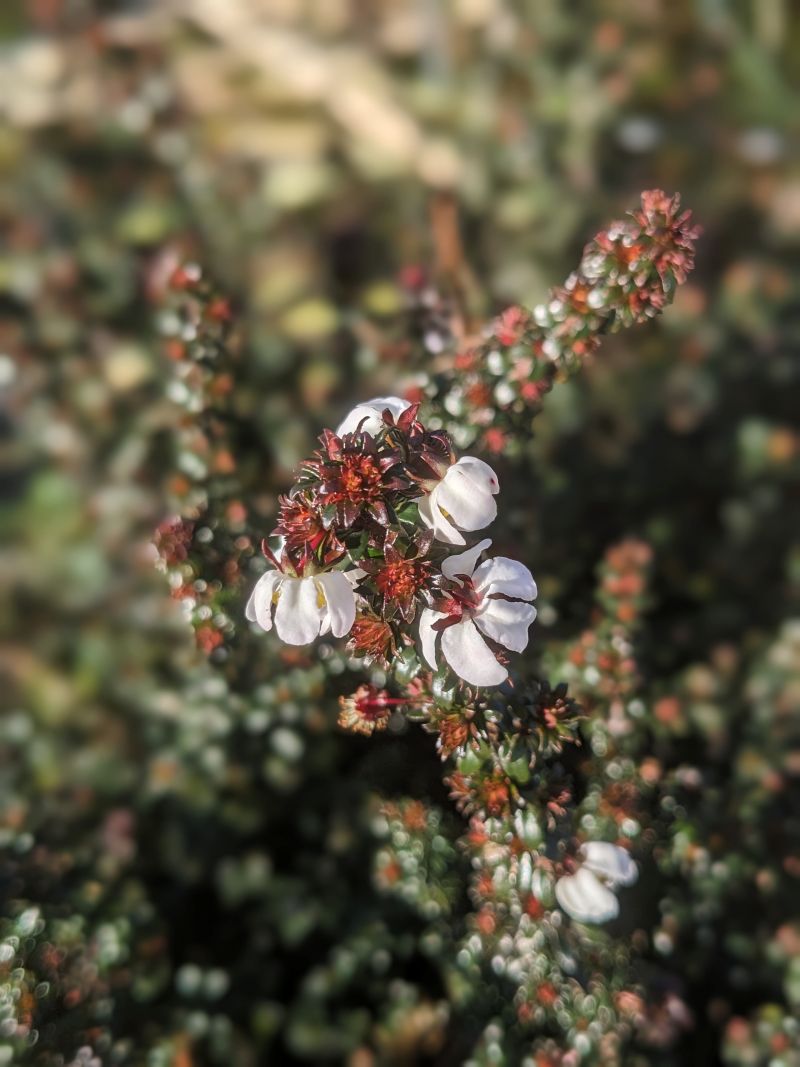 Native flora in flower