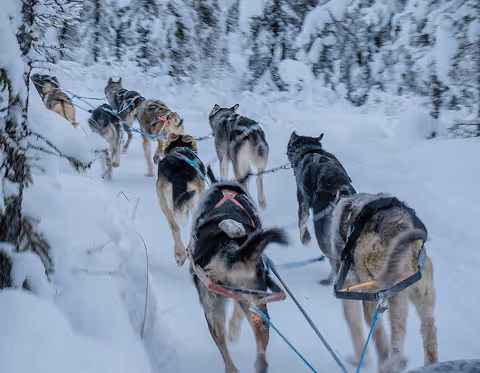 Une équipe de chiens de traîneau tirant un traîneau dans une forêt enneigée.