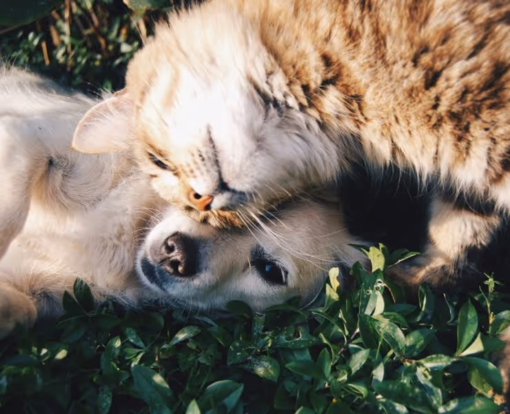 Un chat tigré câline un chien blanc couché dans l'herbe verte.