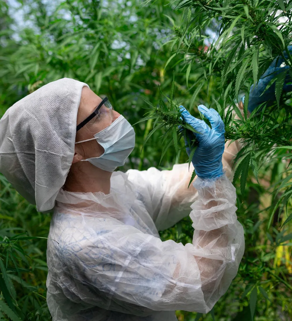 Best practices for applying pesticides effectively
