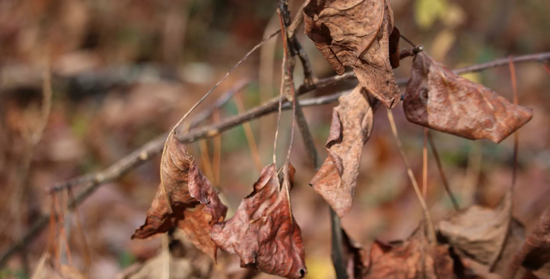 Protecting crops from fungal and bacterial diseases