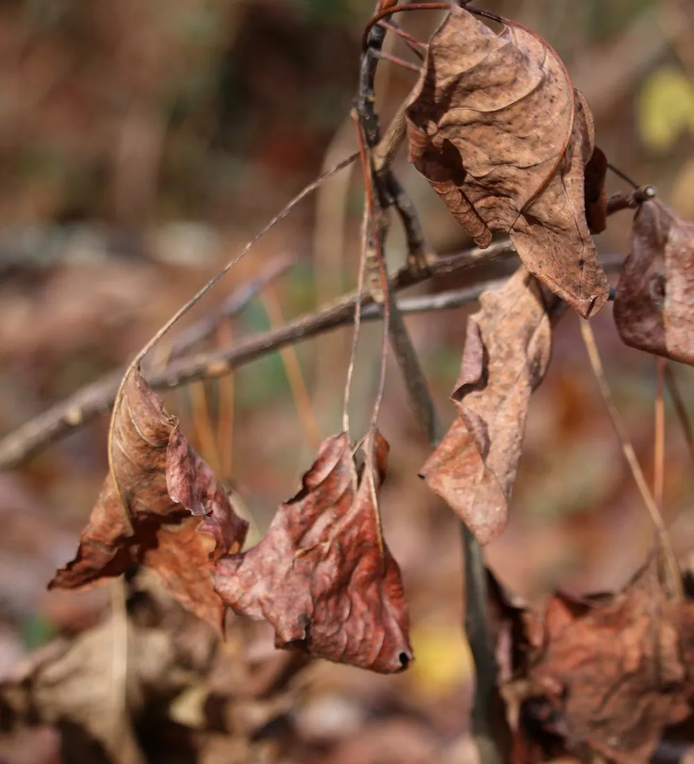 Protecting crops from fungal and bacterial diseases