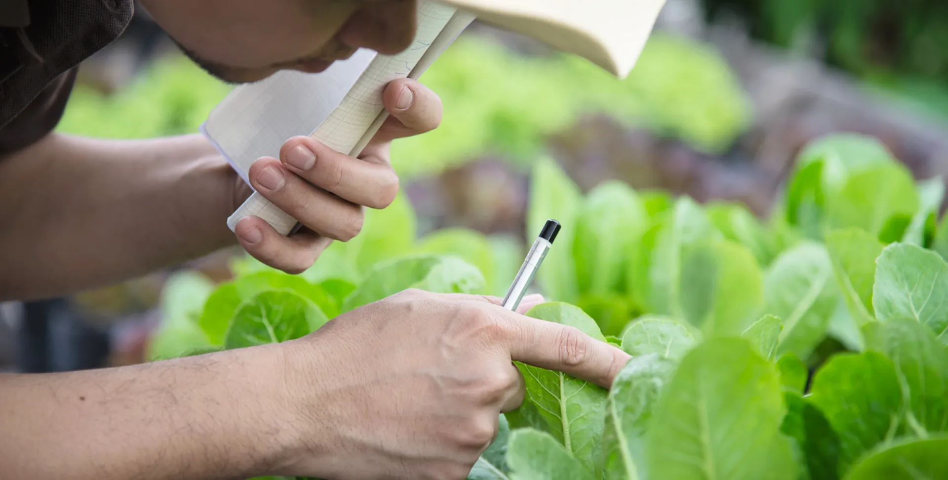Top pest control strategies for high yield farming