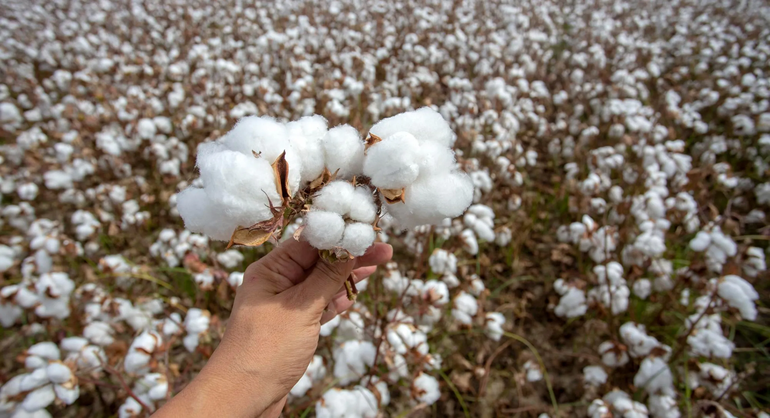 Targeted pest control for cotton farms