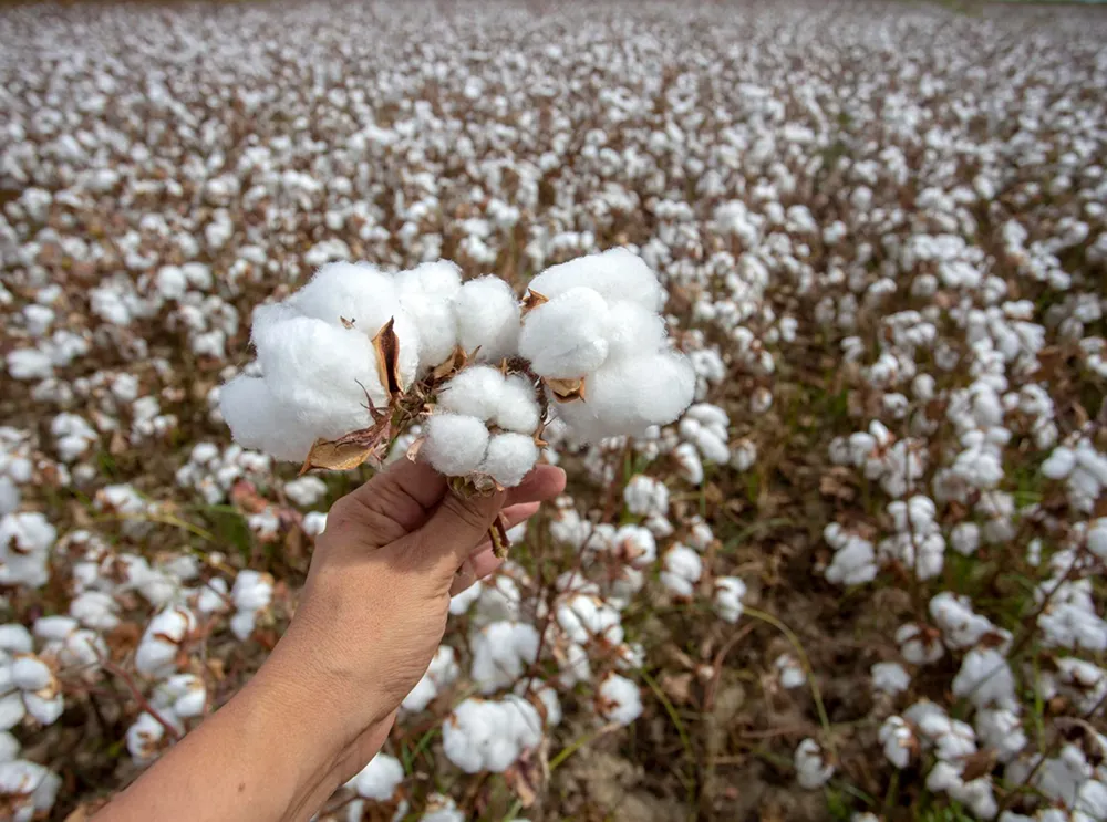 Targeted pest control for cotton farms