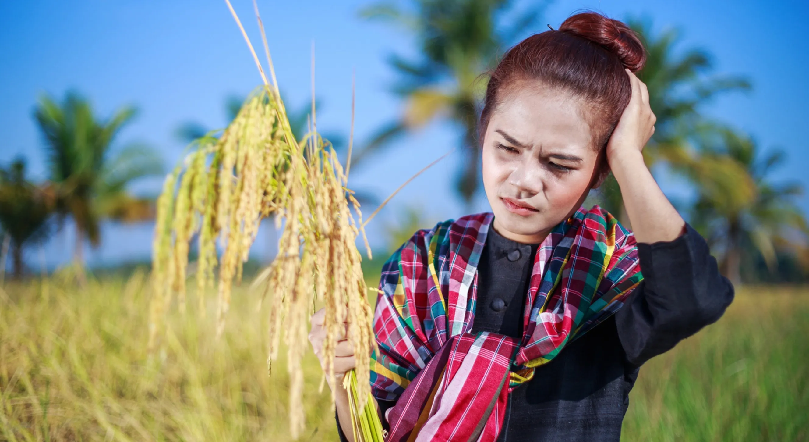 Rice yield through pest management