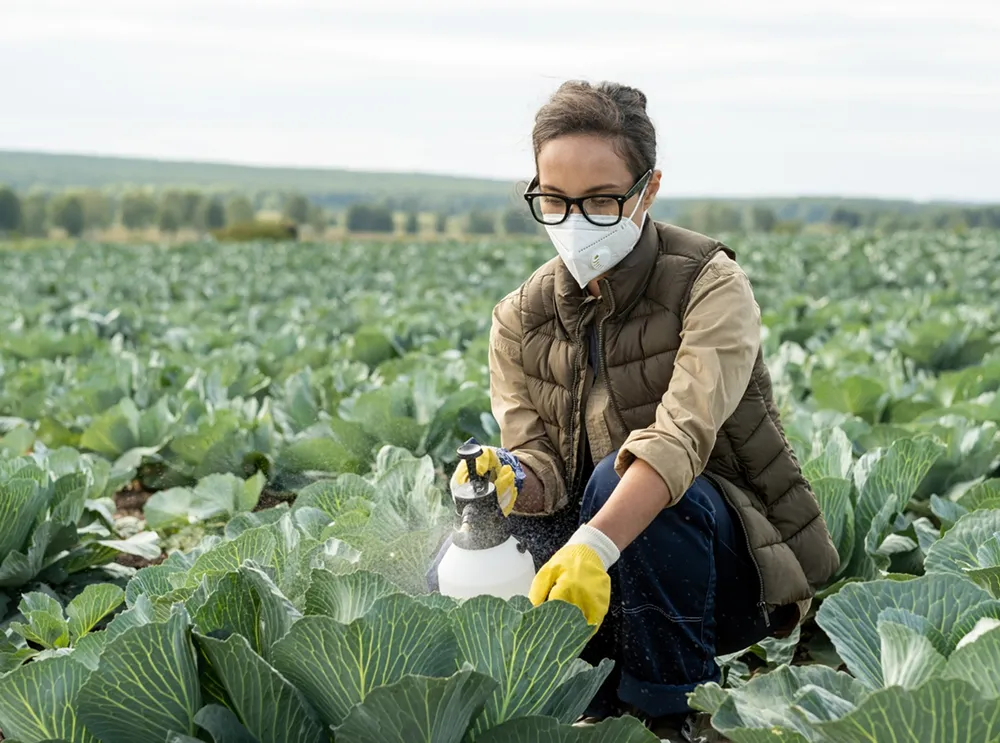 Preventing fungal disease in vegetables
