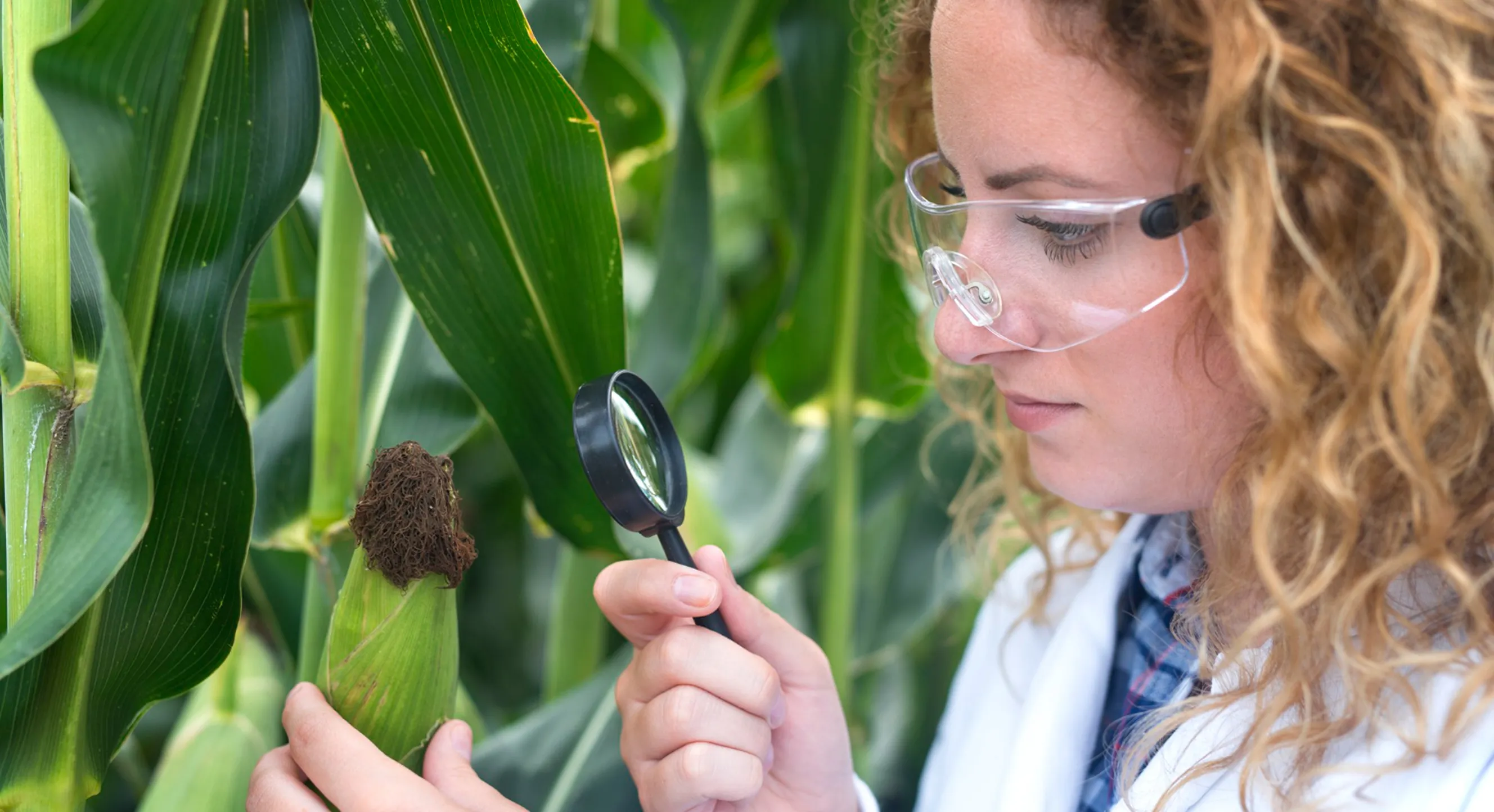 Leaf weed controlling corn production