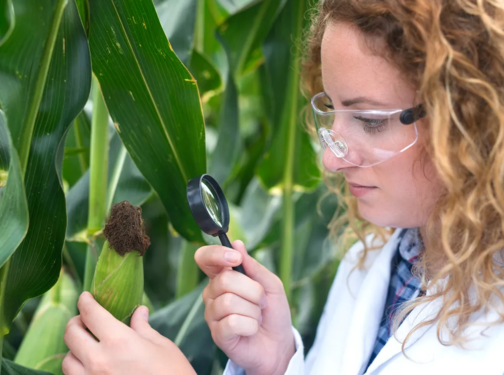 Leaf weed controlling corn production