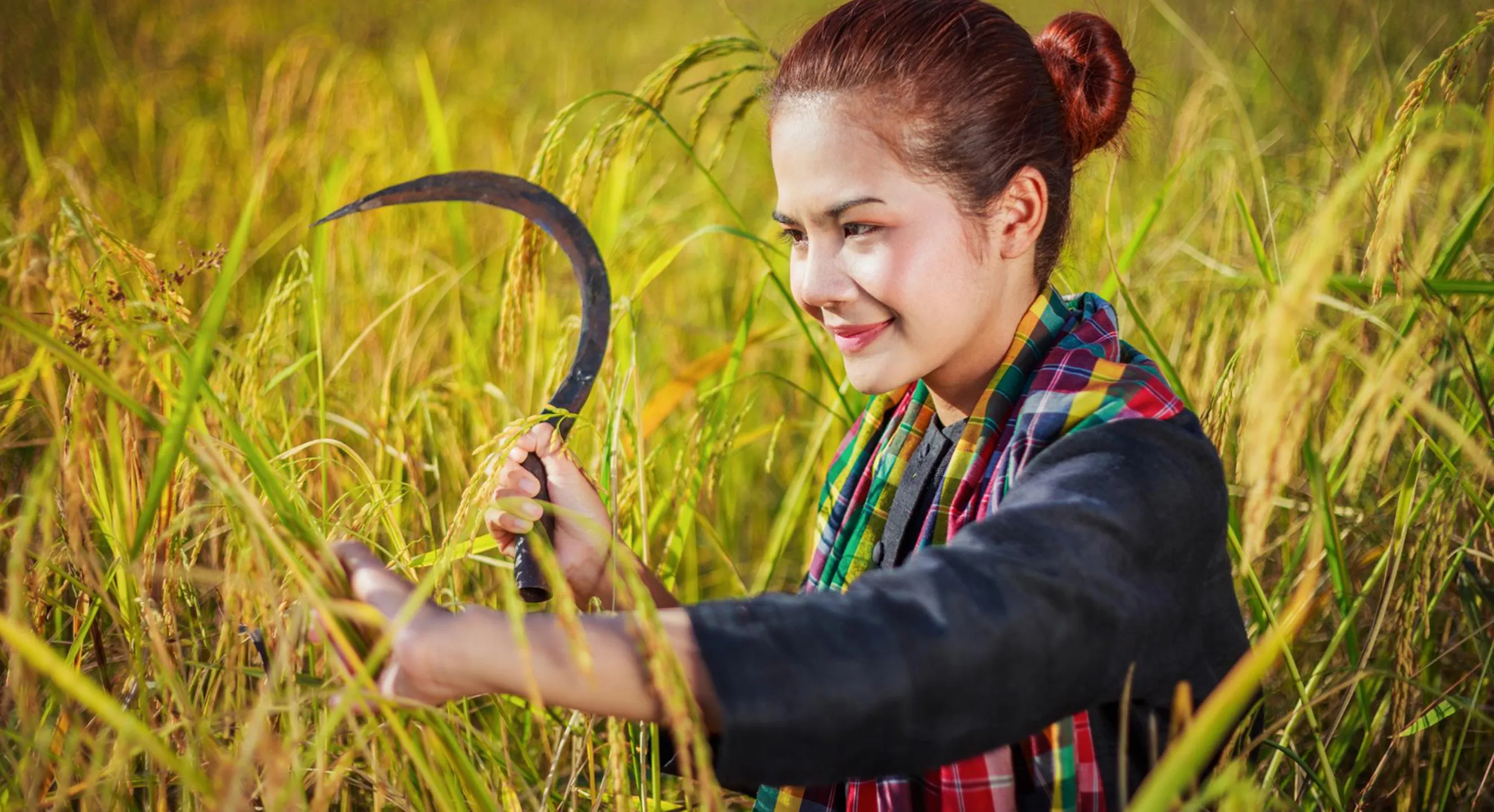 Rice yield through pest management