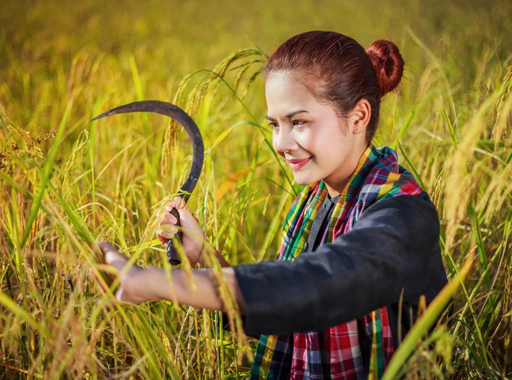 Rice yield through pest management