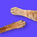 Sirius animal shelter brand visual with cat paws
