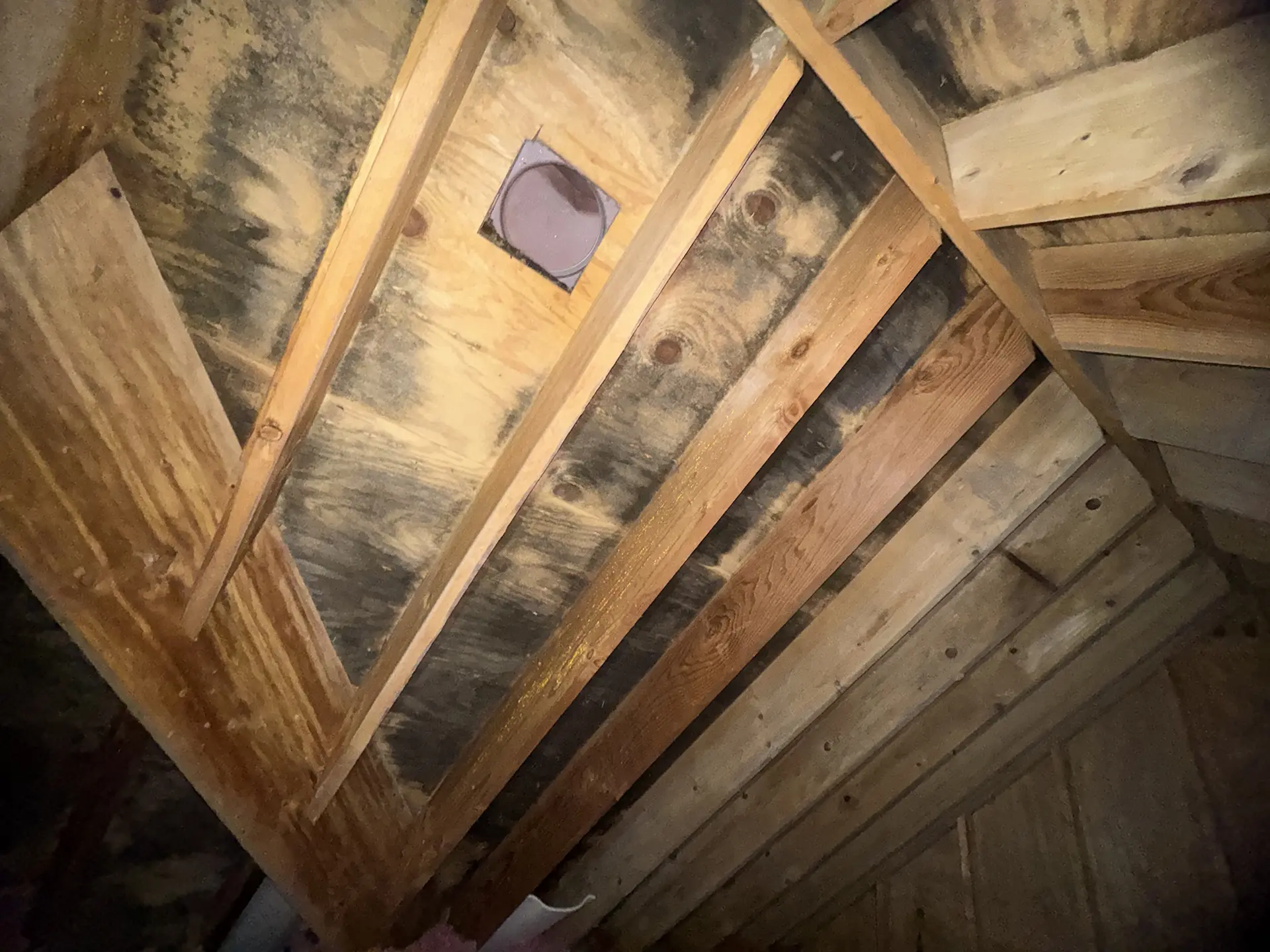 GoDry Chicago mold damage in attic roof decking