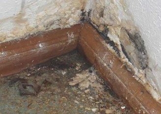 GoDry Chicago mold damage remediation on interior wall