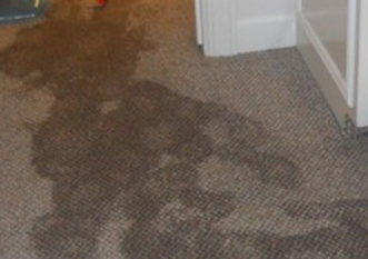 GoDry Chicago water-damaged carpet restoration