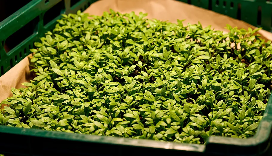 Trays met verse cressen bij Heerkens Vers