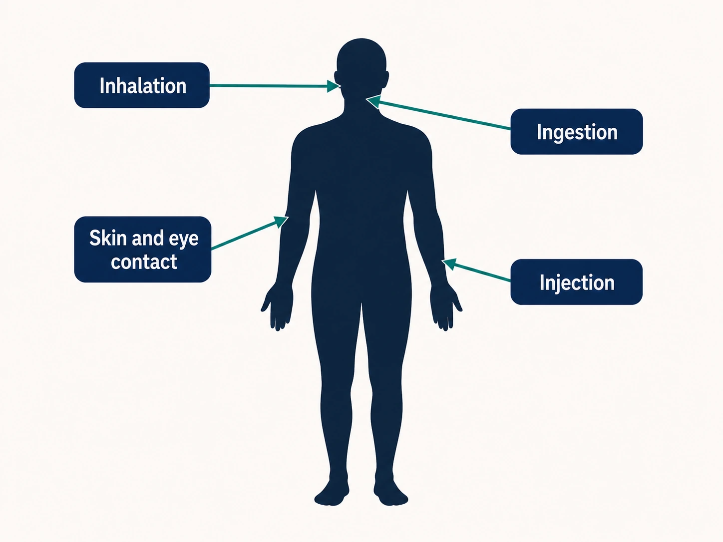 Diagram showing the four routes of exposure to hazardous substances at work