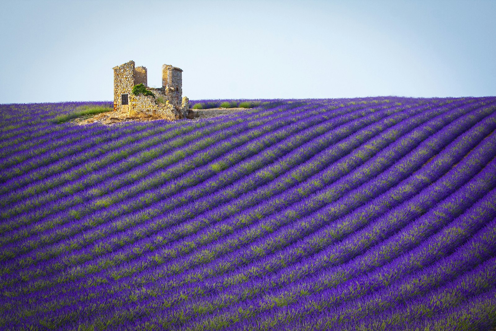 Lavande Provence