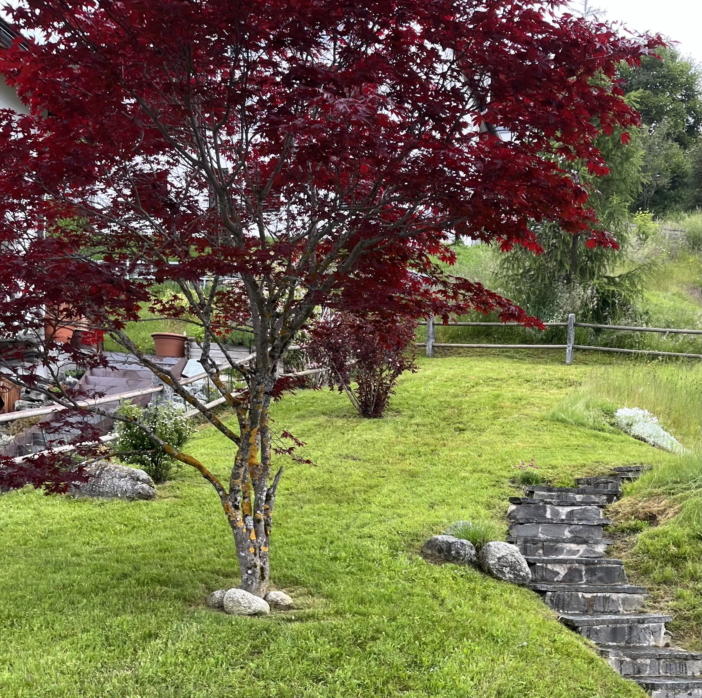 Gartenpflege, Rasenpflege, Baumschnitt