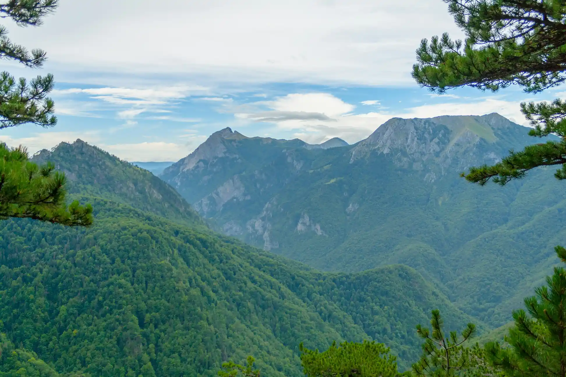 Perucica forest 