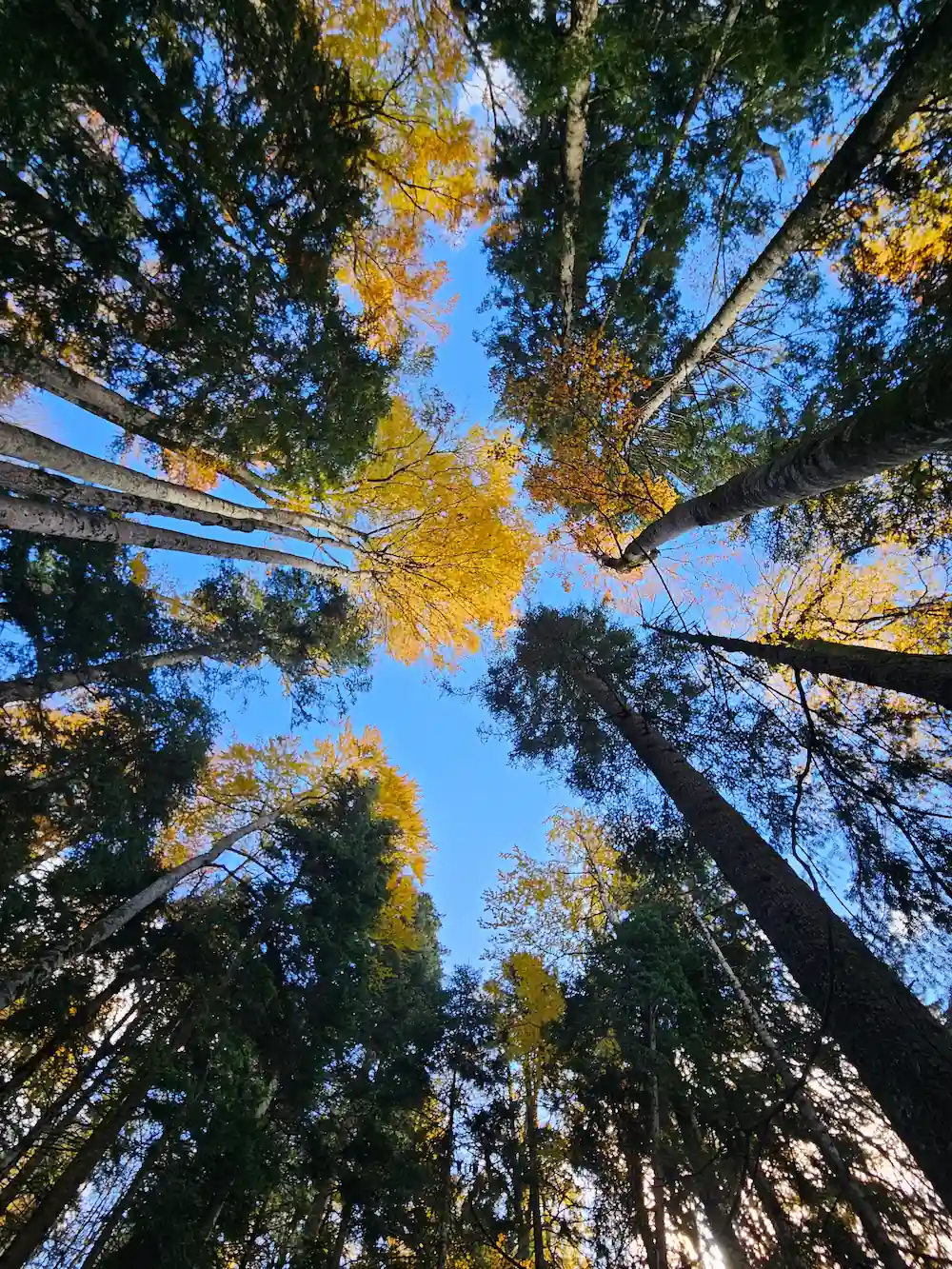 Leaf color inside Perucica forest Bosnia