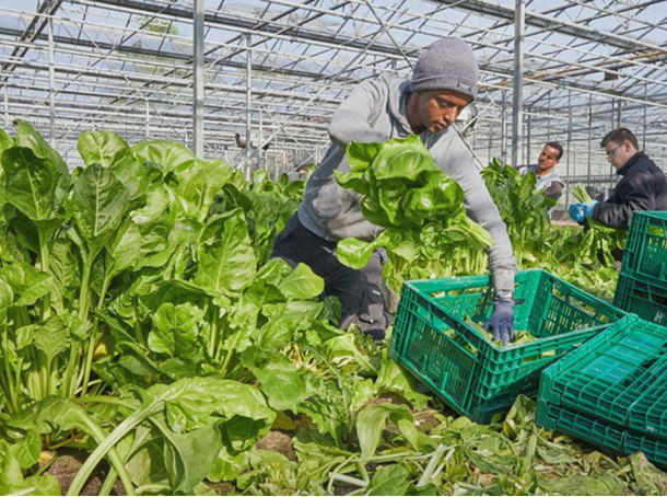 Sociale economie-onderneming