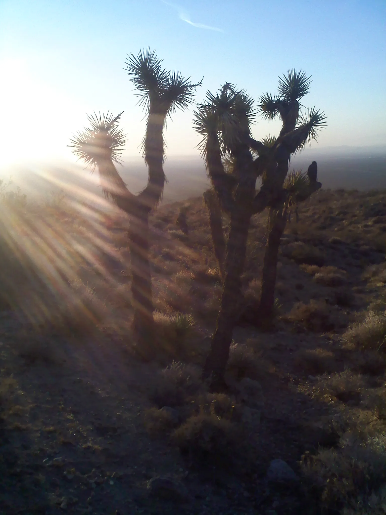 Joshua trees silhouetted against sunrise light emerging over the Mojave Desert terrain