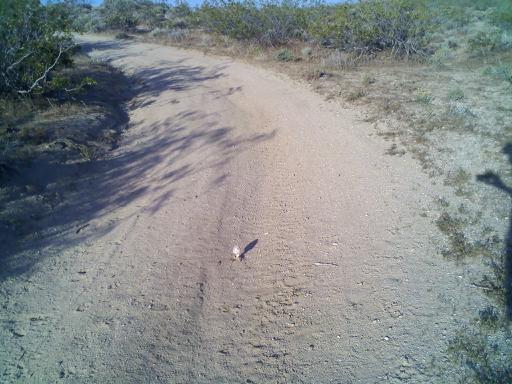 A strange mushroom emerging from the center of a desert road, symbolizing hidden underground systems, unseen pathways, and the realization that apparent obstruction can be evidence of life beneath the surface