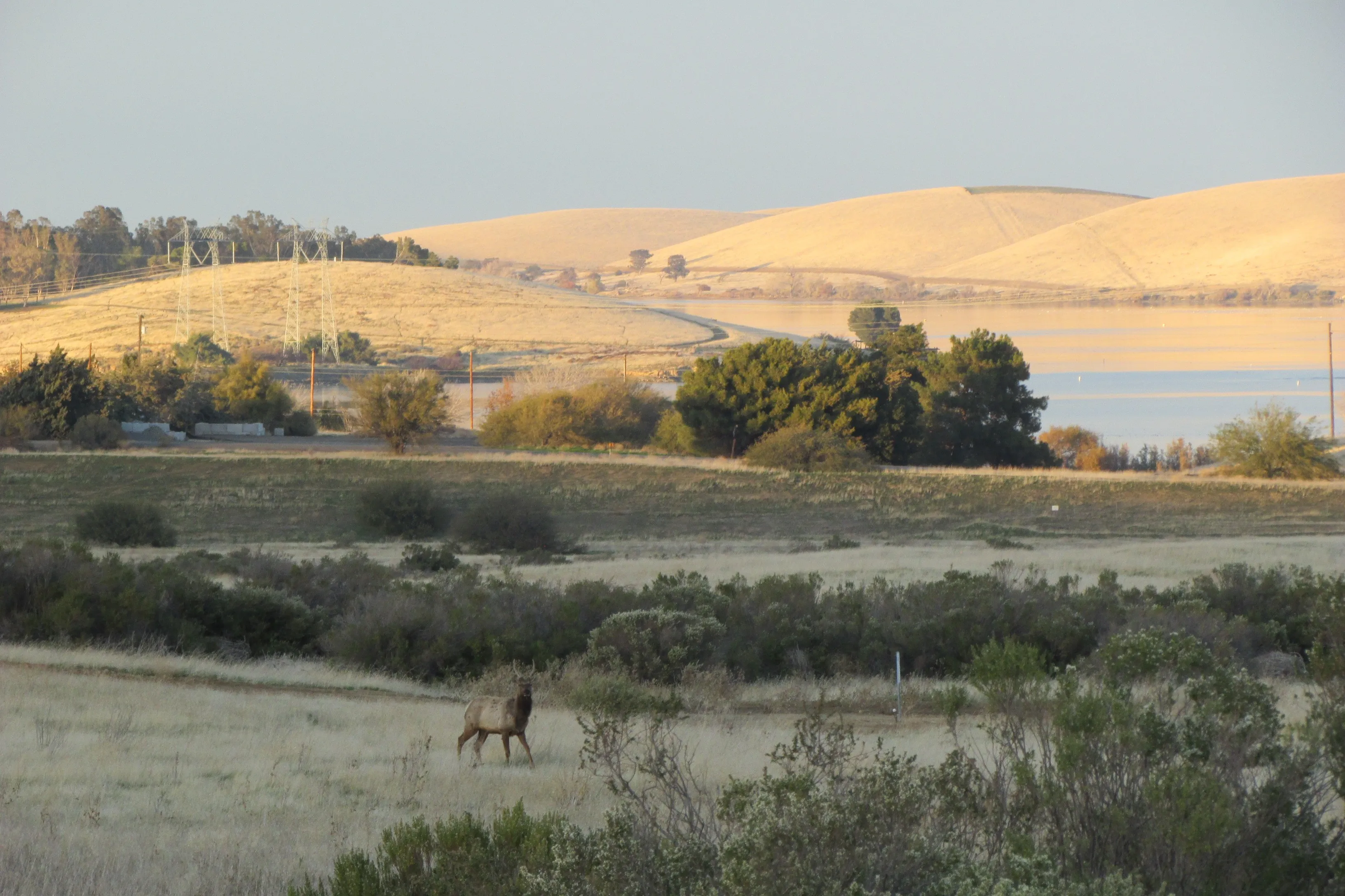Bull elk paused in rolling golden foothills above the San Luis Reservoir, watching the terrain ahead as winding pathways, open horizons, and layered landscapes evoke strategy, positioning, and purposeful navigation.
