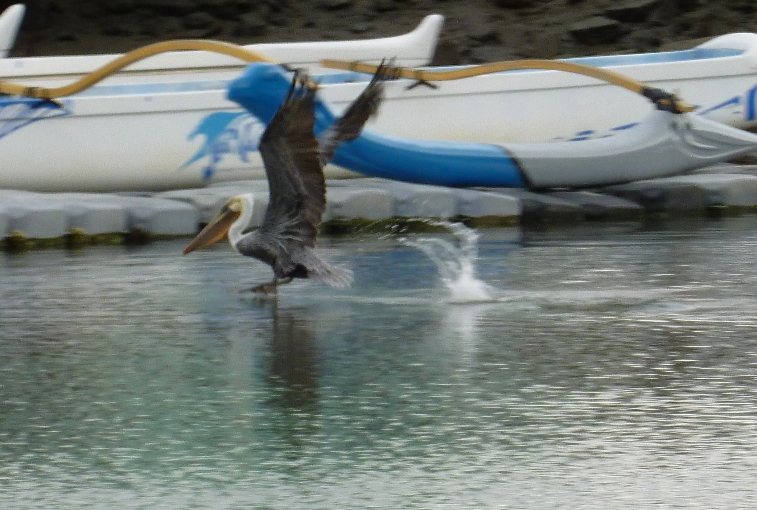 Pelican lifting from the water, leaving a trail of motion behind as it transitions from effort into flight.