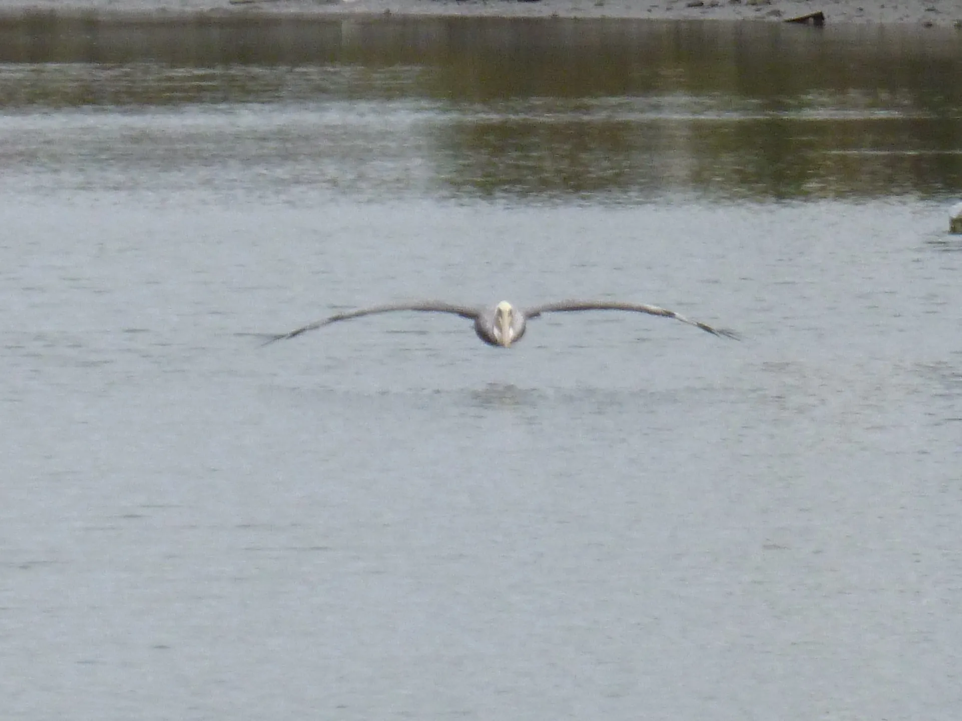 Pelican flying low over the water toward the viewer, wings outstretched and shadows trailing beneath, symbolizing forward momentum and progress.