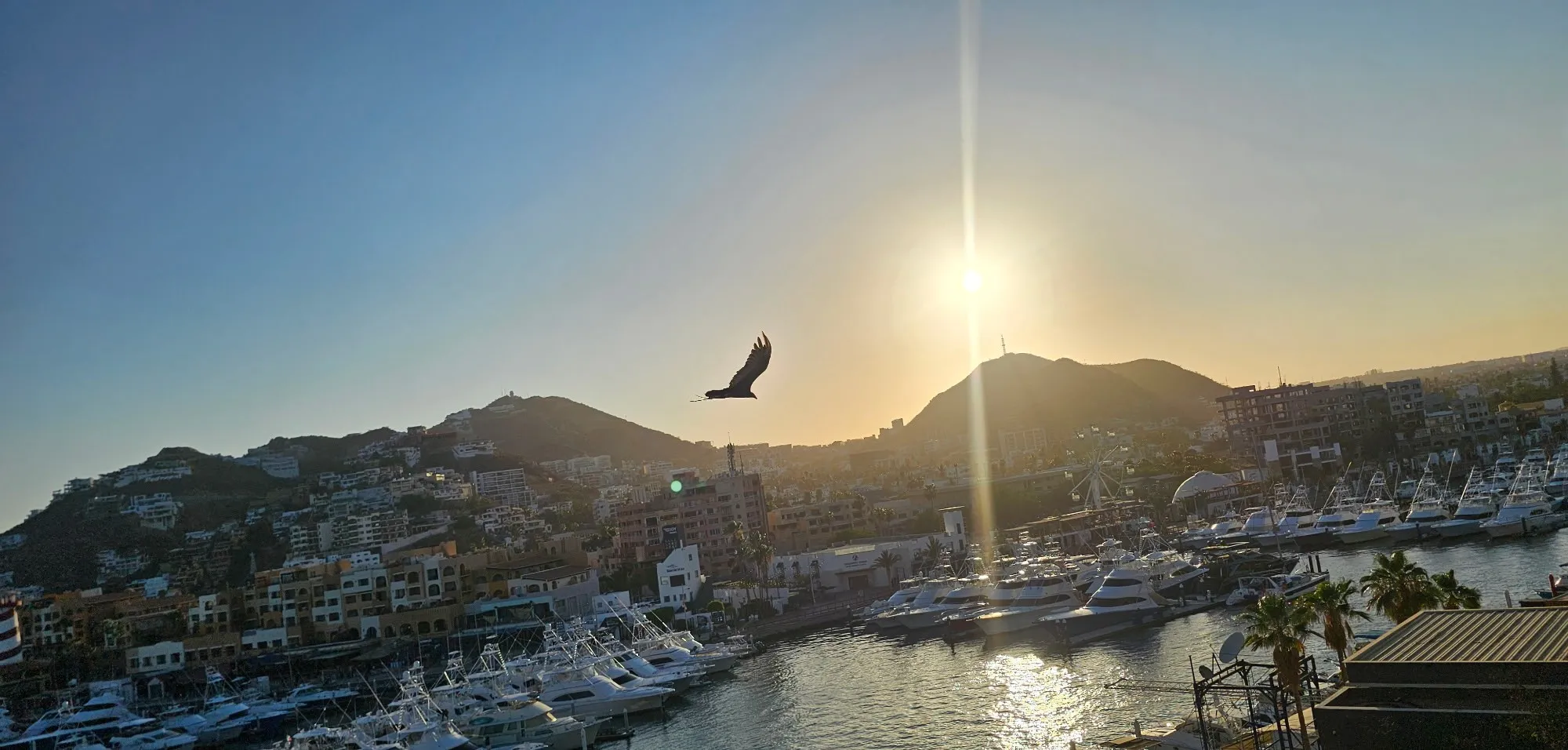 Turkey vulture soaring above Cabo harbor with the setting sun illuminating the mountain backdrop, representing the arrival that comes from purposeful growth while remaining ready for the next horizon.