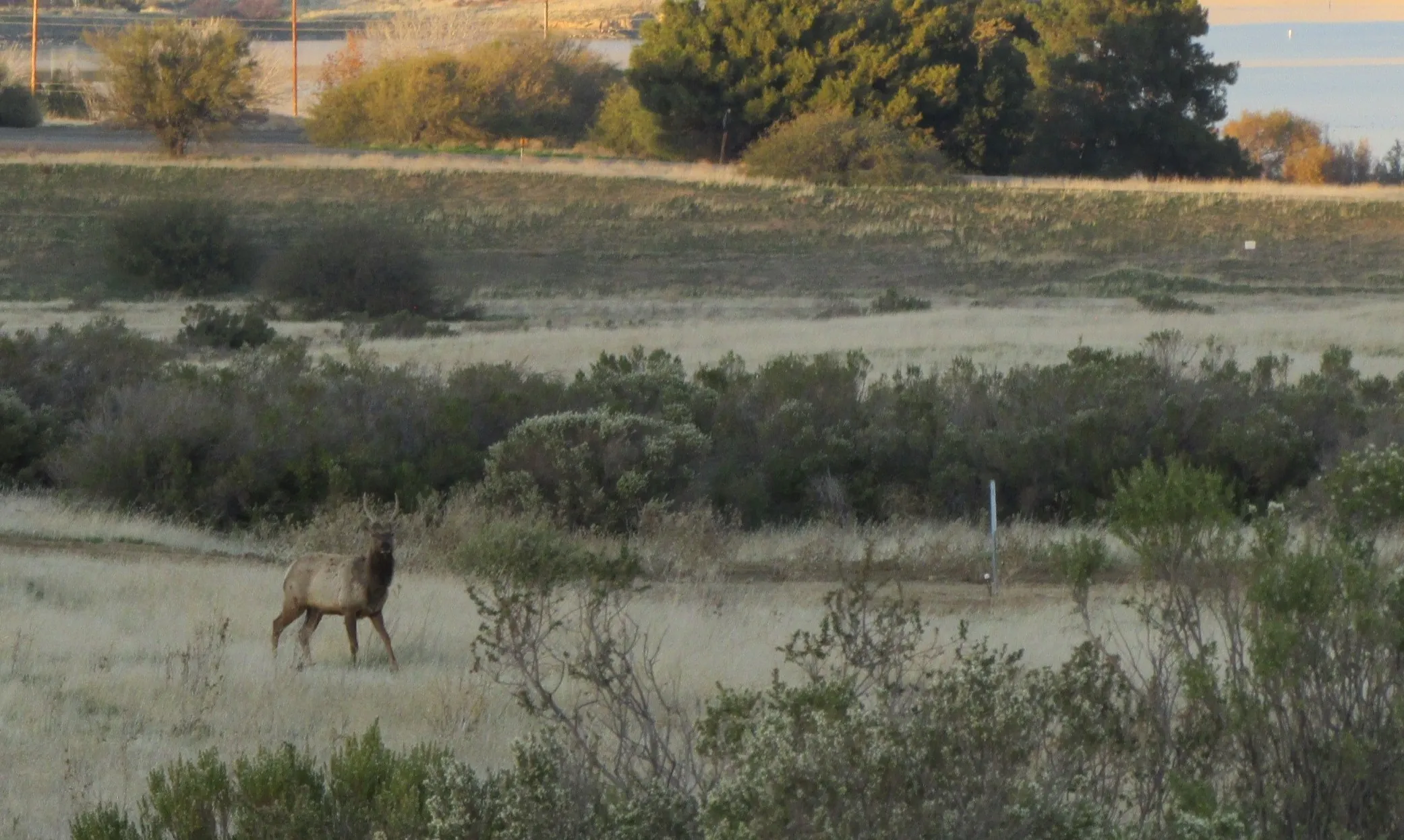 Bull elk overlooking a sweeping mountain landscape, representing the perspective, confidence, and awareness needed to recognize opportunities beyond the immediate path.