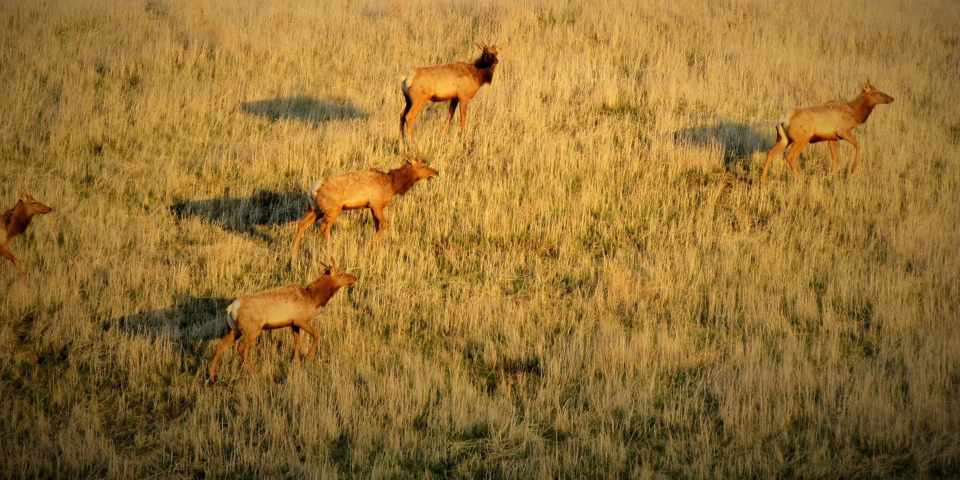Herd of elk moving together across a hillside, illustrating how individual decisions become more powerful when they are aligned toward a common direction.
