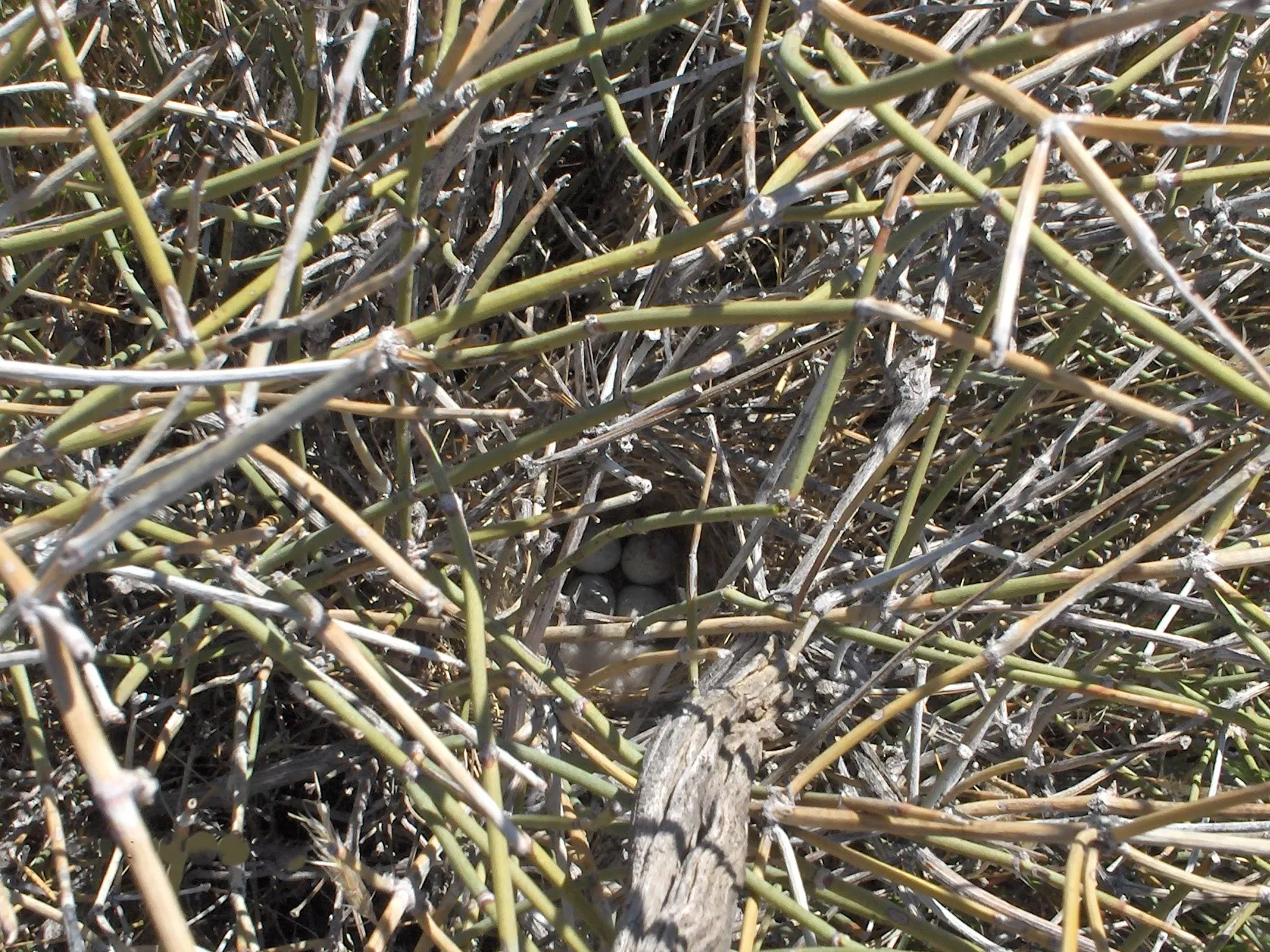 Bird's nest tucked safely within woven branches, representing how shifting perspective uncovers hidden strengths, opportunities, and long-term value within a business.