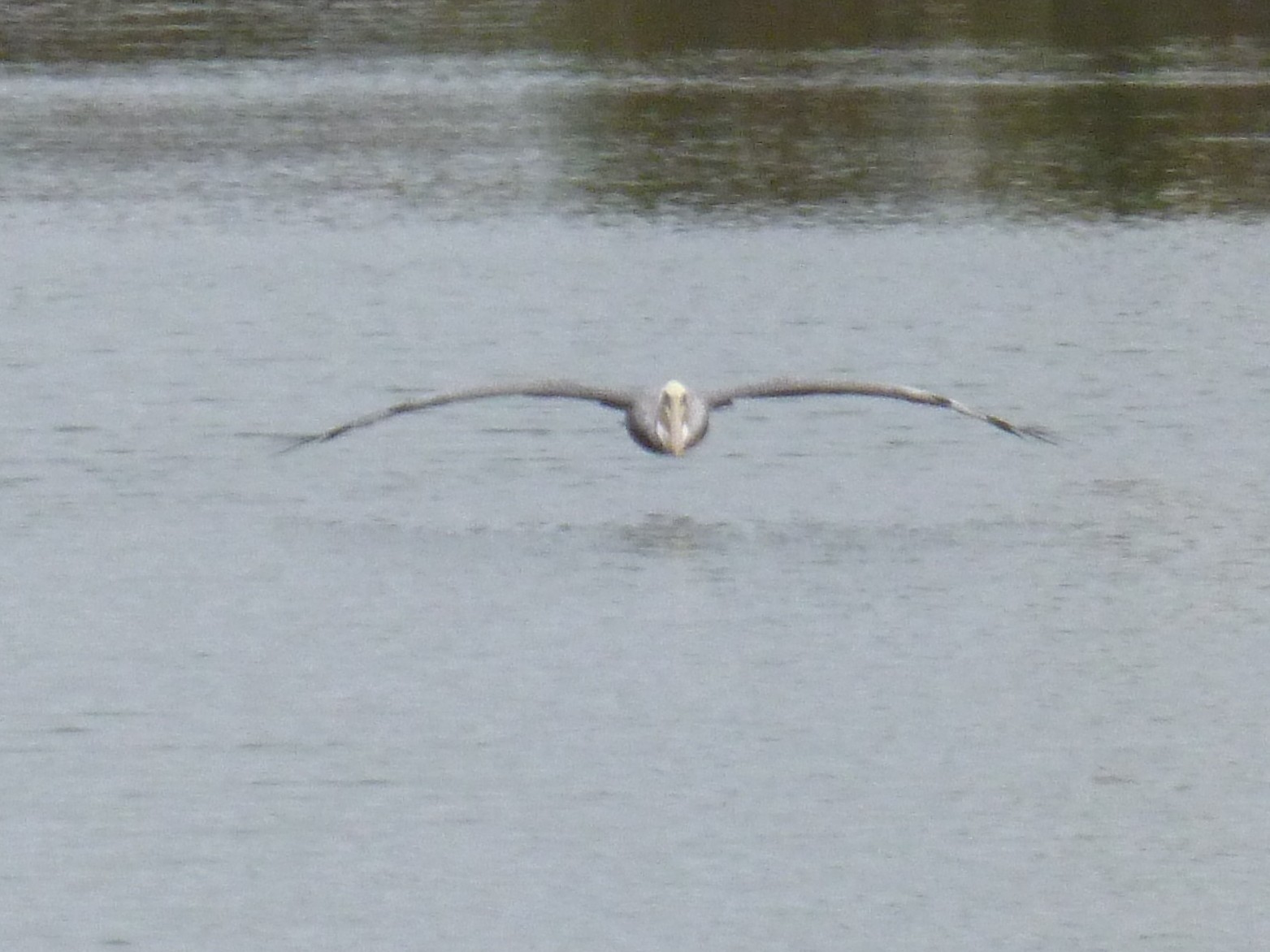 Kingfisher flying confidently just above the ocean, symbolizing the forward motion that comes from maintaining focus, momentum, and purposeful direction.