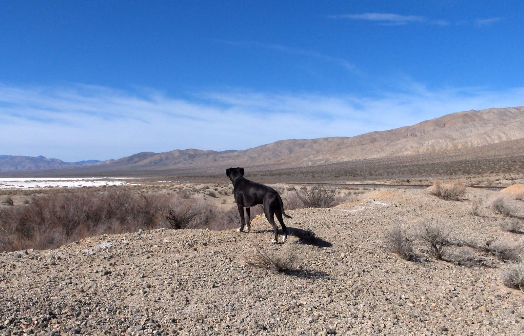  Roscoe, a black dog, stands on a rocky overlook gazing across a vast desert valley toward distant mountains beneath a blue sky.