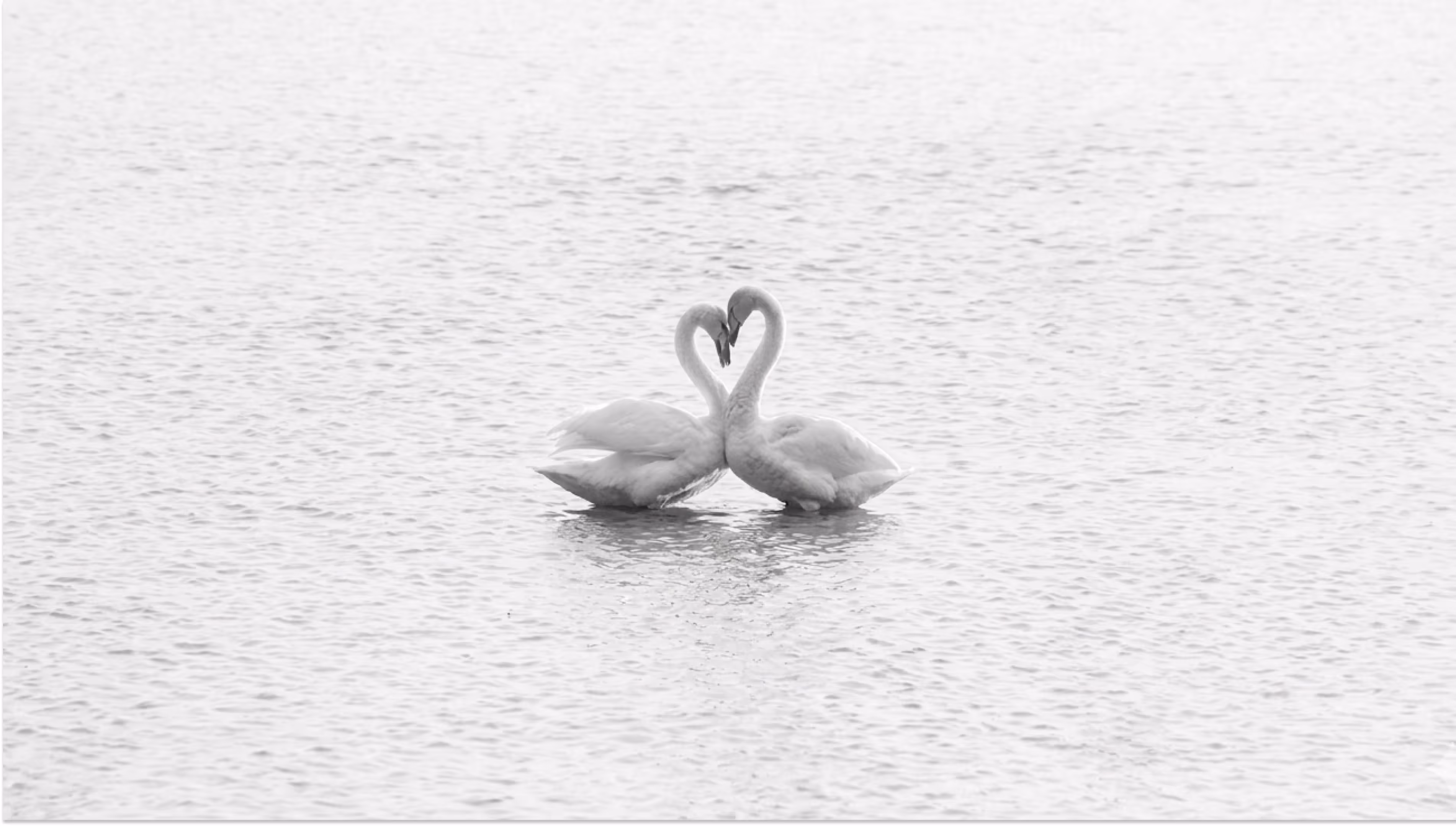 Two swans facing each other on water, their necks curved to form a heart shape.