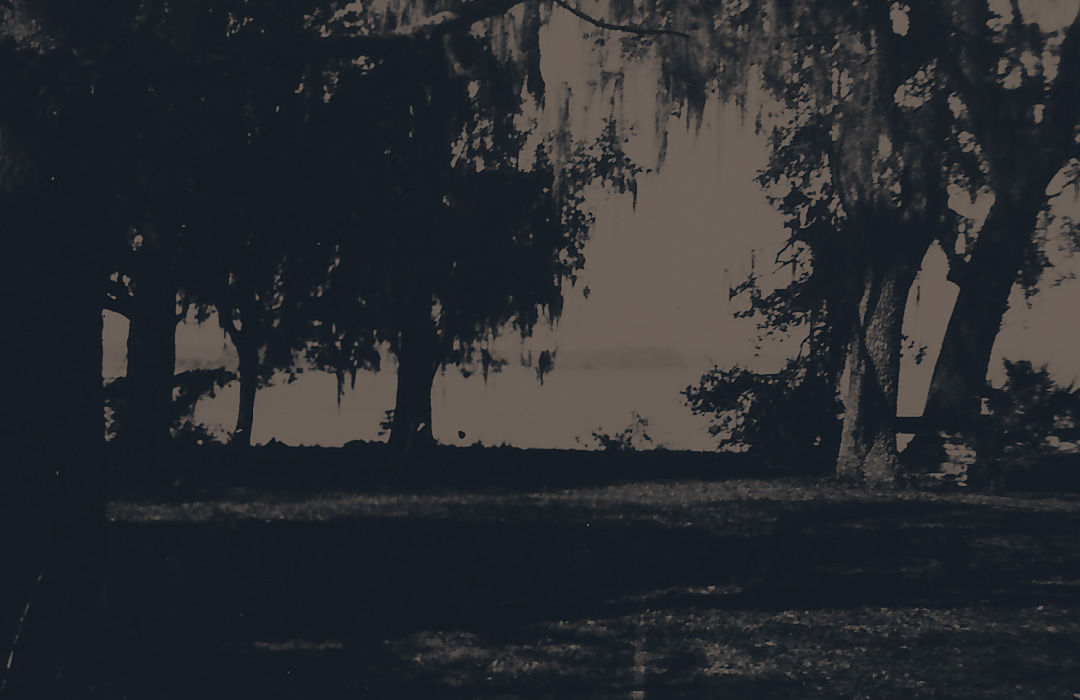 Tree-lined riverside with hanging moss and shadows on grassy ground during daylight.