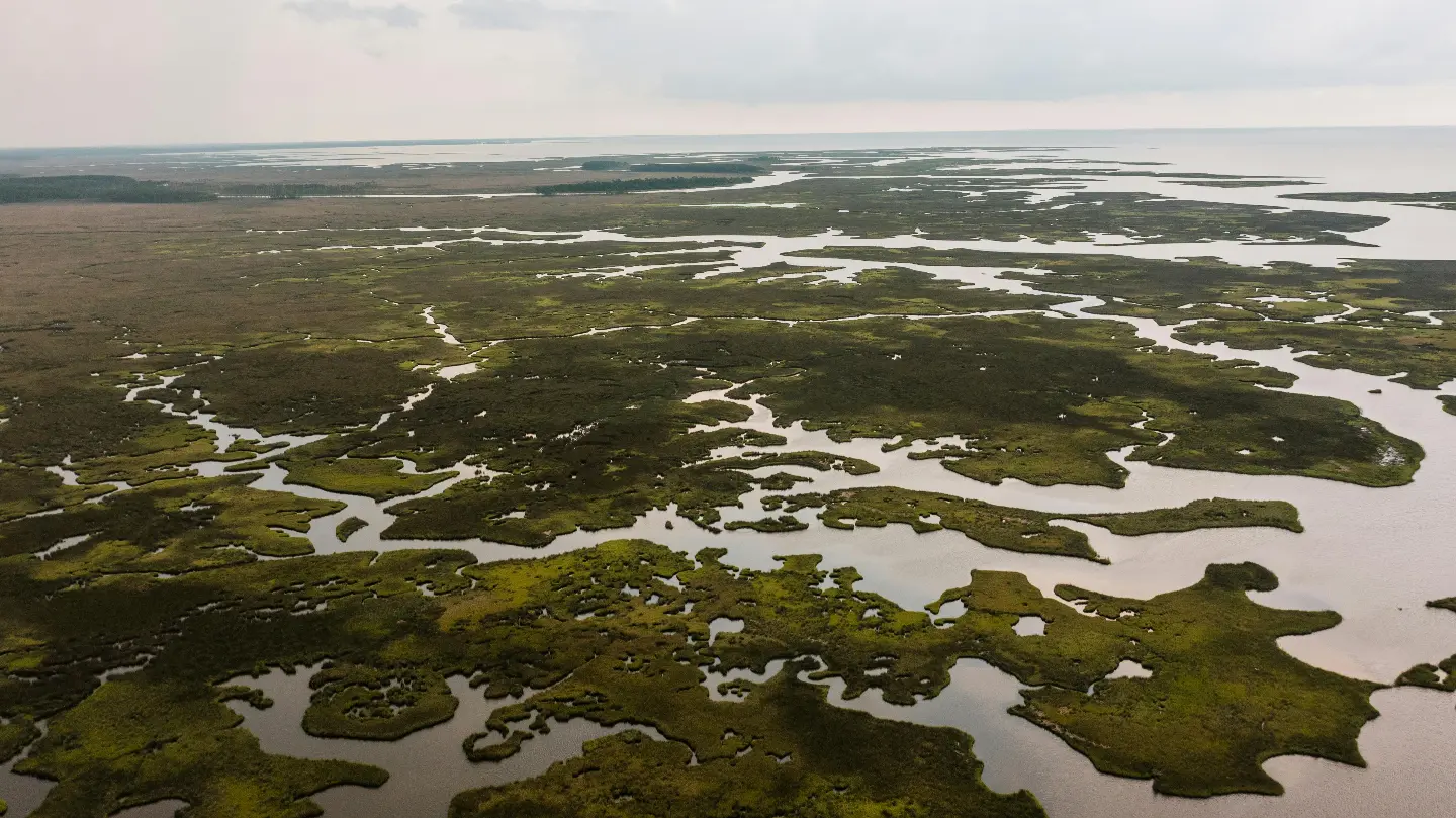 Aerial view of green marshland with winding water channels under a cloudy sky.