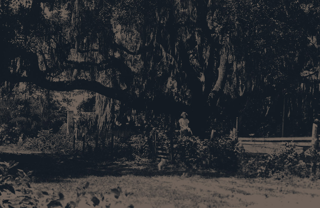 Child sitting on a wooden fence in front of a large tree with hanging moss in a shaded garden.