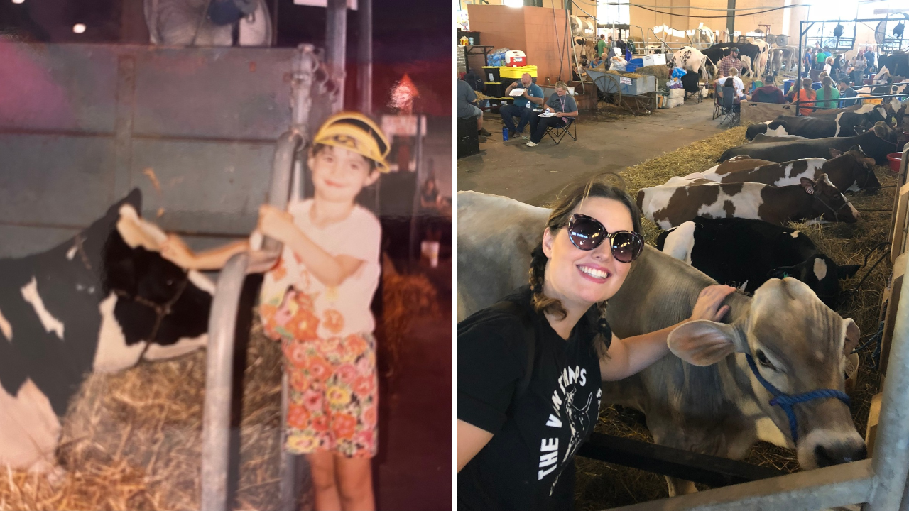 Two photos of the article author at the Minnesota State Fair with cows
