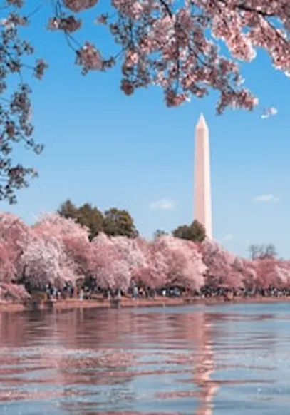 Washington Monument behind cherry blossoms at the Tidal Basin