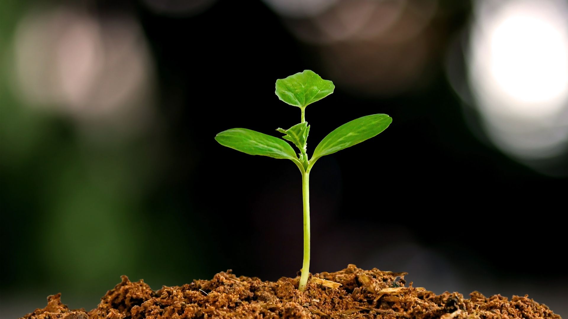 FASASETE Fortalece Compromisso Ambiental e Integra Núcleo Eclesial de Ecologia Integral