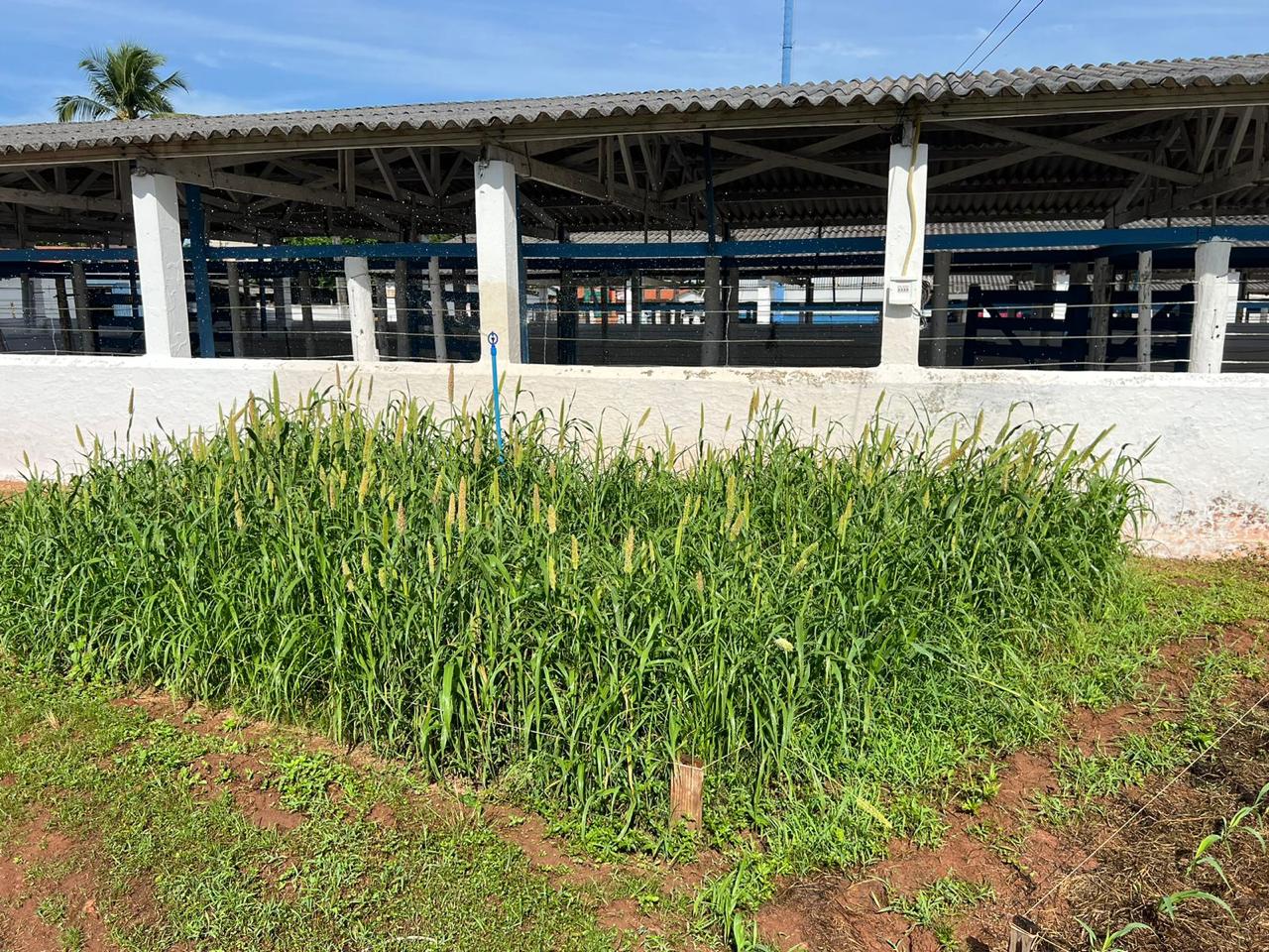 Fazendinha Cheiro da Roça na Expoara 2024: Vivenciando o mundo rural