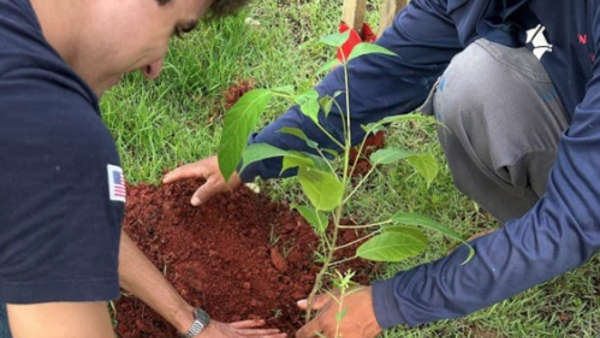 Curso de Agronomia realiza plantio de mudas de ipê-amarelo no campus em ação de sustentabilidade