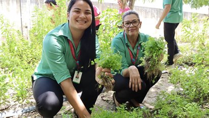 colheita horta outubro