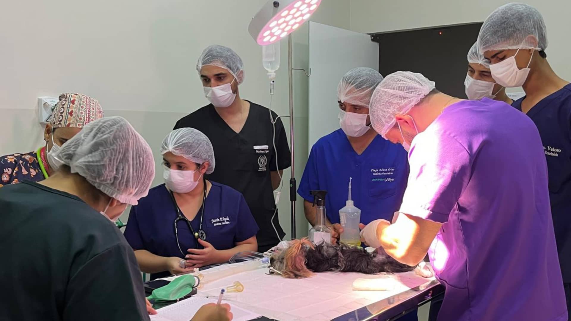 Afya Clínica Acadêmica Veterinária: procedimento ortopédico marca início das cirurgias