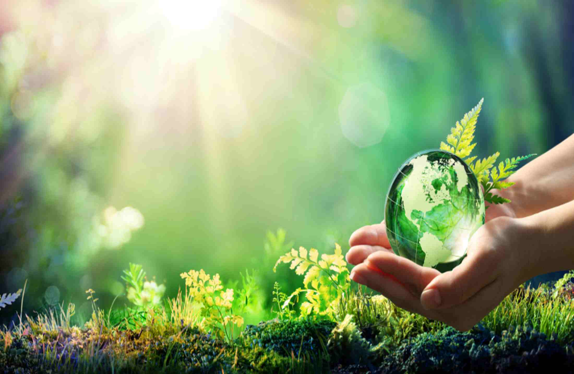 3 atitudes que ajudam a preservar o meio ambiente